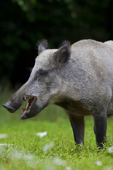 Wild boar