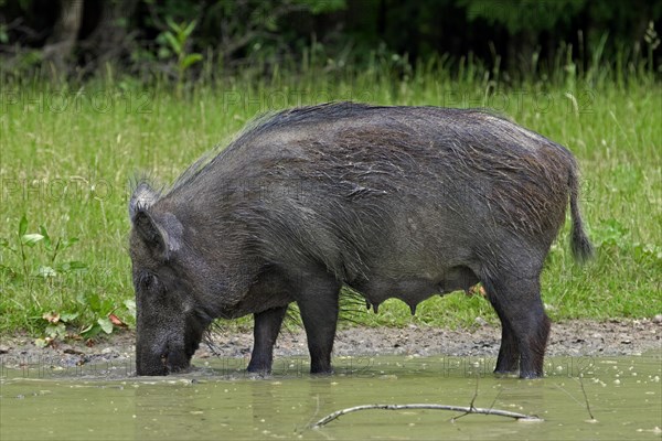 Wild boar