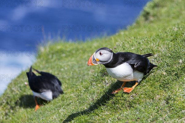 Two Atlantic puffins