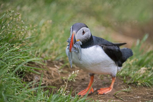 Atlantic puffin