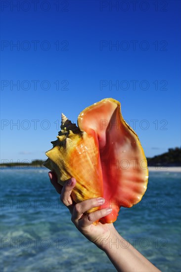 Conch Shell on Shroud Cay