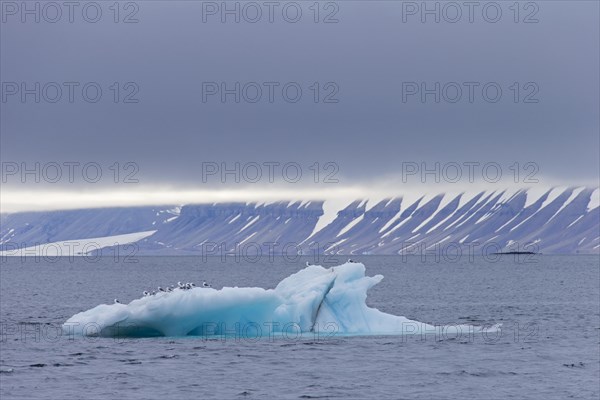 Seagulls resting on iceberg in the Hinlopenstretet