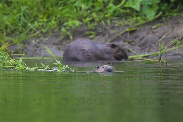 Eurasian beavers