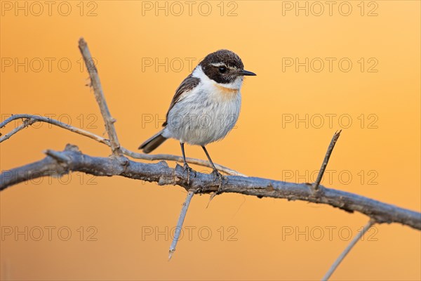 Canary islands stonechat