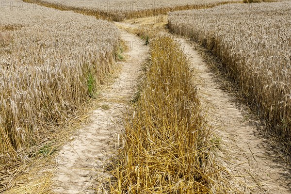 Rye field shortly in front of harvest