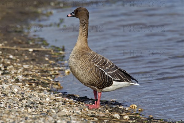 Pink-footed goose