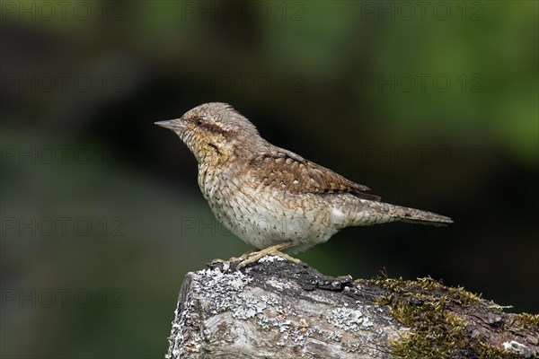 Eurasian wryneck