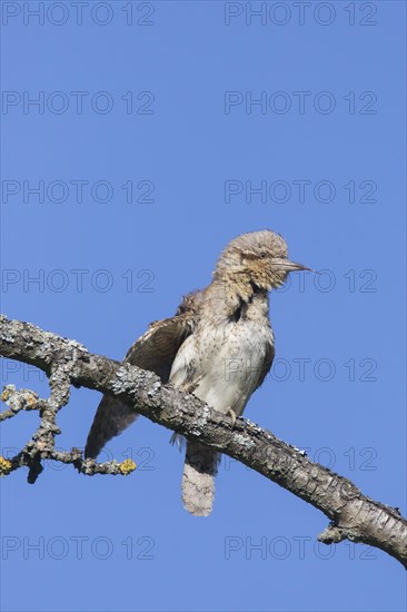 Eurasian wryneck