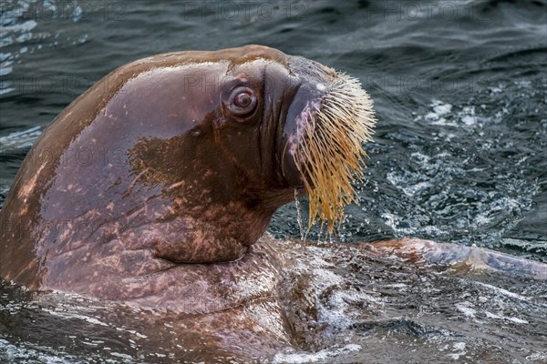 Walrus