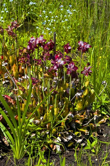 Carnivorous plant