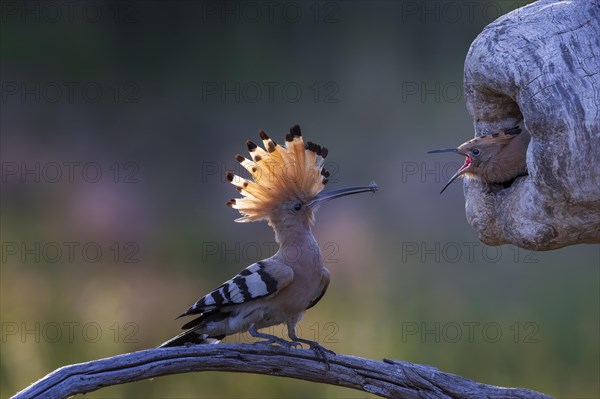 Hoopoe