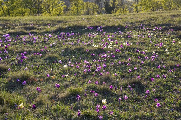 Purple and yellow pygmy irises