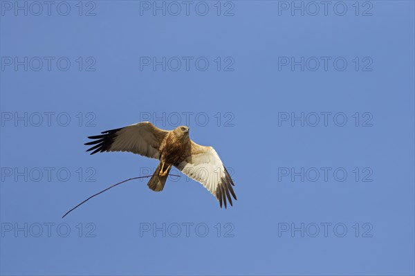 Western marsh harrier