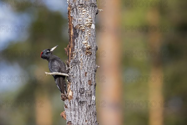 Black woodpecker