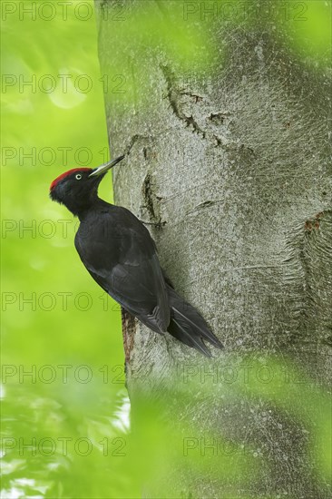 Black woodpecker