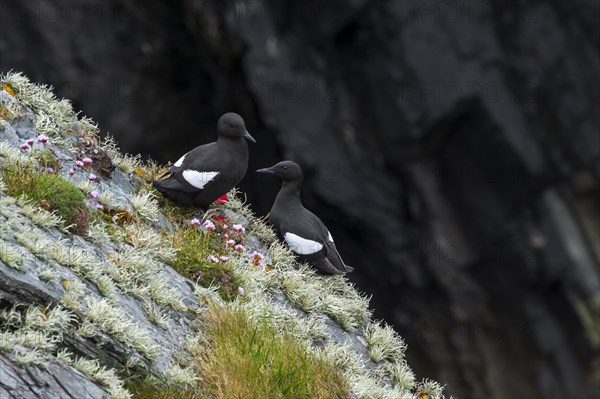 Two black guillemots