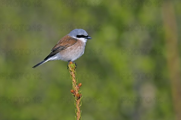 Red-backed shrike