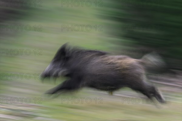 Wild boar