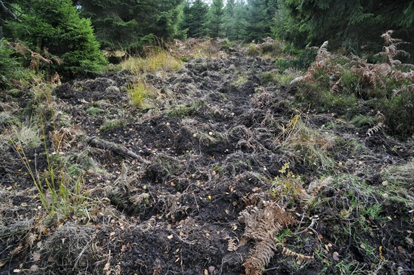 Soil rooted up by wild boars