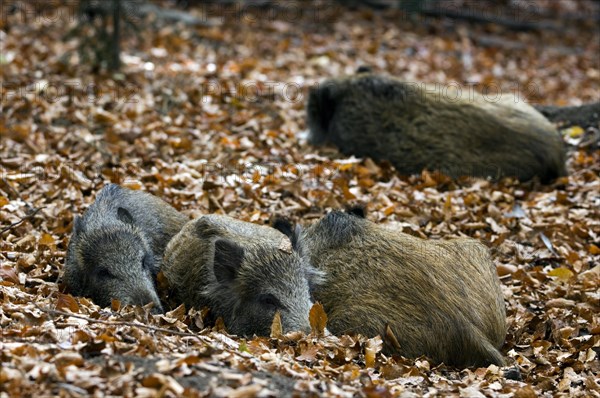 Group of wild boars