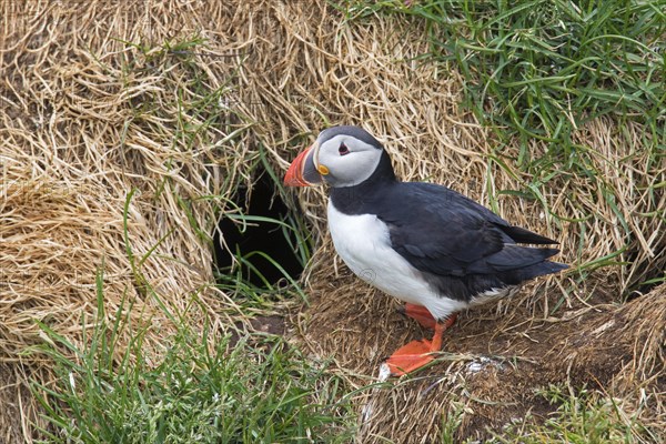 Atlantic puffin