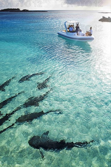 Tourists in a dinghy watch nurse sharks at Highbourne Cay Marina