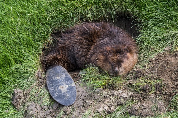 Eurasian beaver