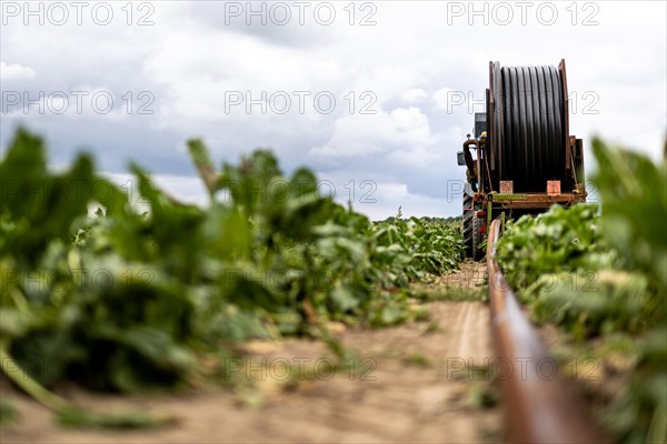 An irrigation hose and vehicle are seen in a field in Uetze