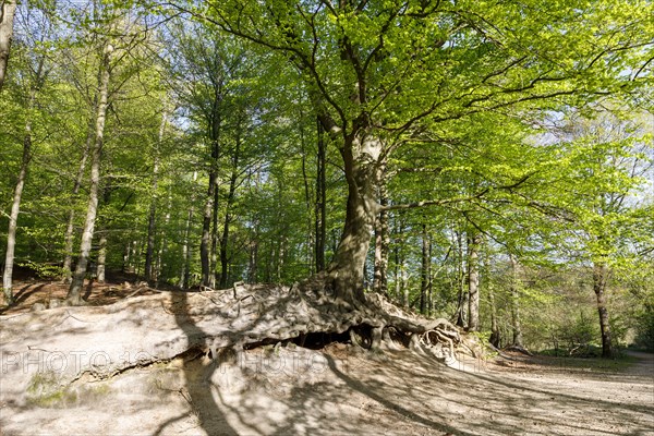 Root system of a copper beech over 200 years old