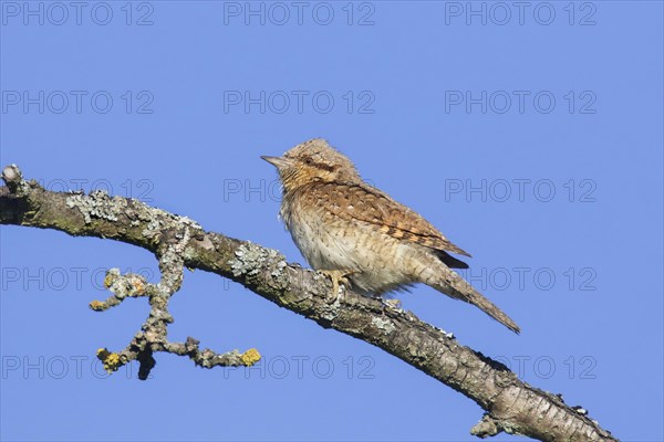 Eurasian wryneck