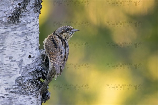 Eurasian wryneck