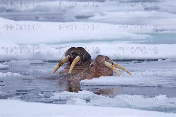 Two male walruses