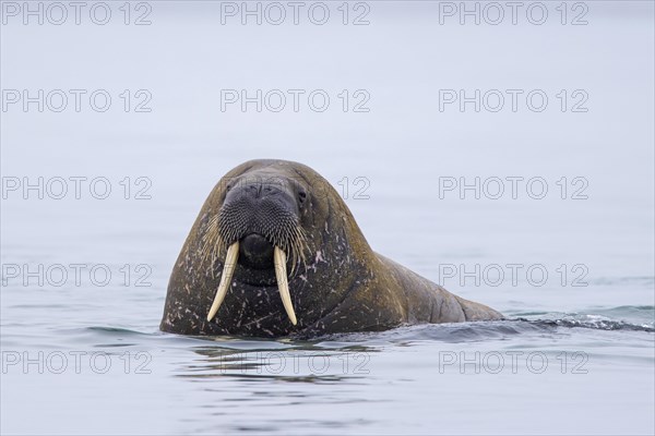 Walrus