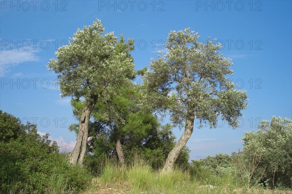 Olive trees