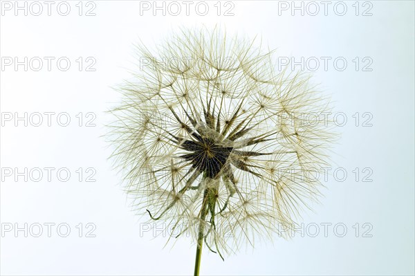 Seed stand from a goats beard