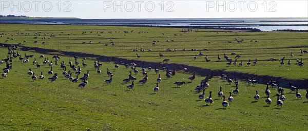 Brent Geese