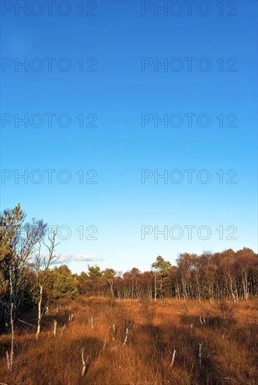 Bog birches in the Teufelsmoor