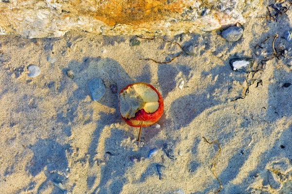 Bitten apple on the beach