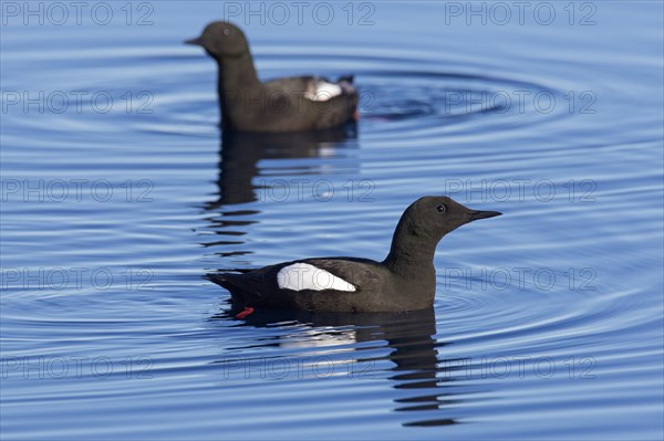 Two black guillemots