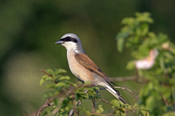 Red-backed shrike