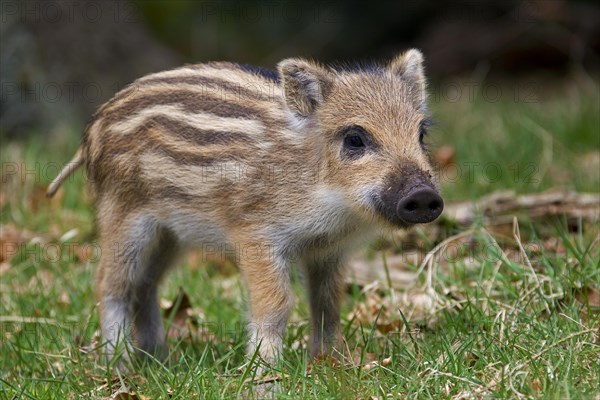 Wild boar