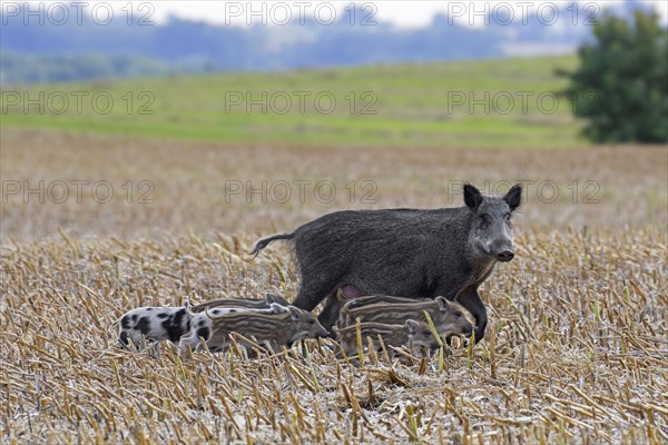 Wild boar