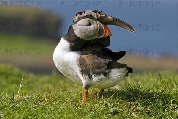 Atlantic Puffin