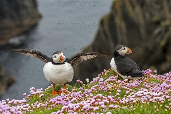 Two Atlantic puffins