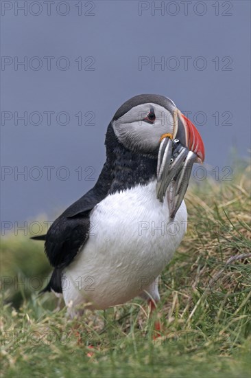 Atlantic puffin