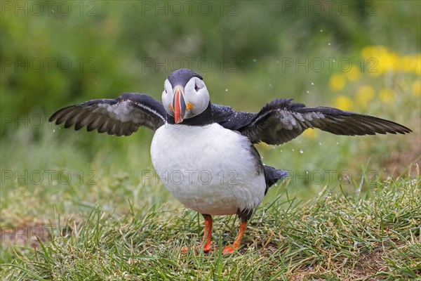 Atlantic puffin