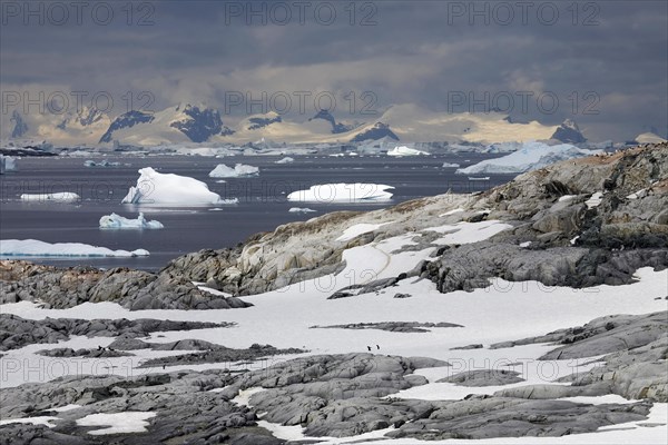 Gentoo Penguins