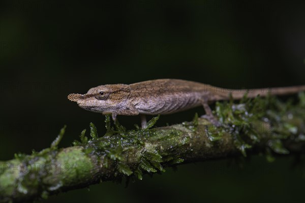 A female chameleon