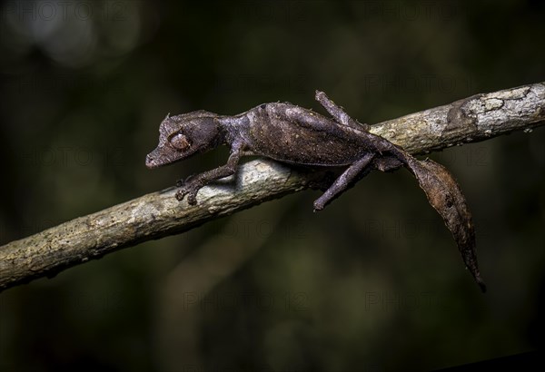 A leaf-tailed gecko