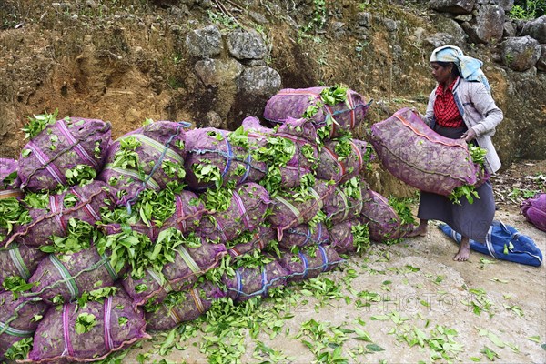 Tea pickers at the tea collection point